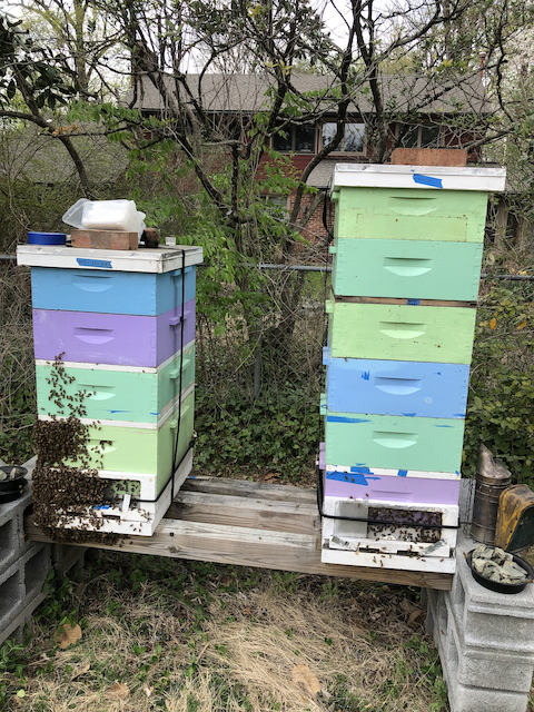 Bee Daddies Apiary #2